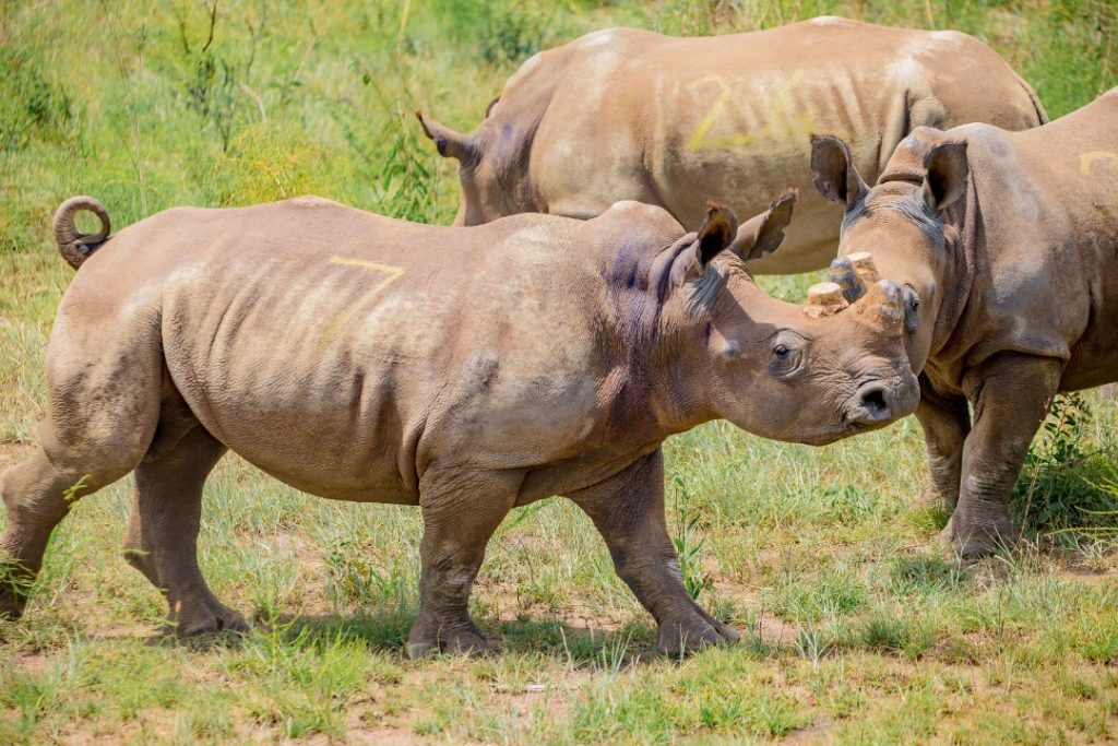 Facts About Rhinos in Rwanda 