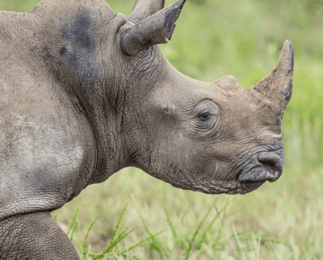 3 Days Rwanda Gorilla Trekking and Big 5 Safari