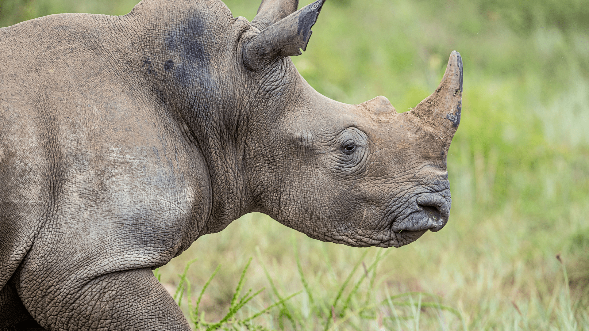 Rhinos Thriving in Rwanda