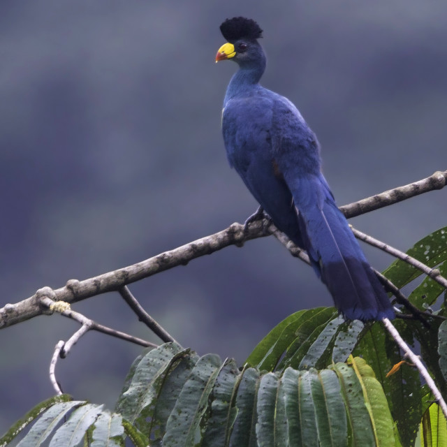 Watchlist for a Birder Touring Rwanda National Parks