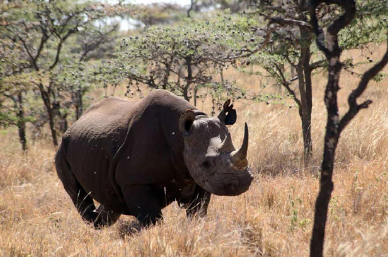 Rhinos Thriving in Rwanda