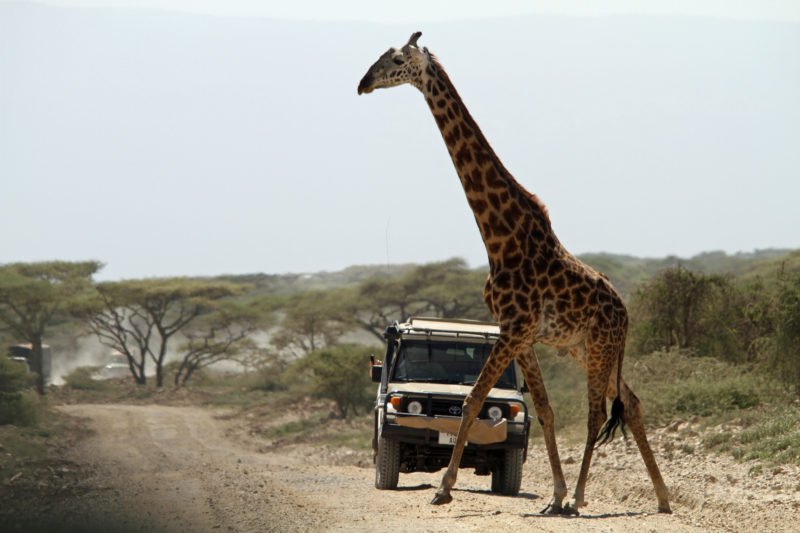 2 Days Serengeti Migration Safari