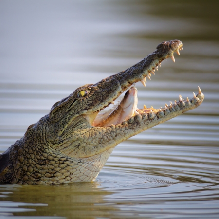 Visit the Nile Crocodile of Rwanda 