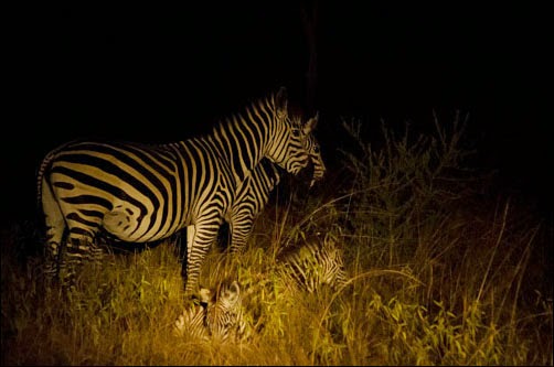 Night Game drives in Uganda