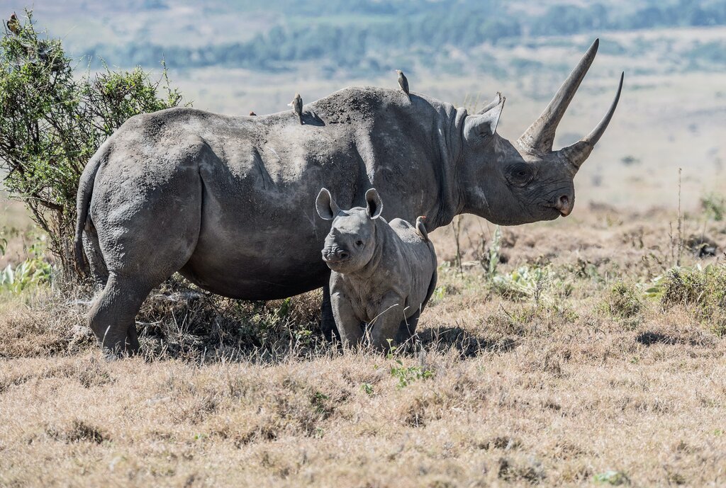 Beautiful But Endangered - The Eastern Black Rhino | Volcanoes N.P