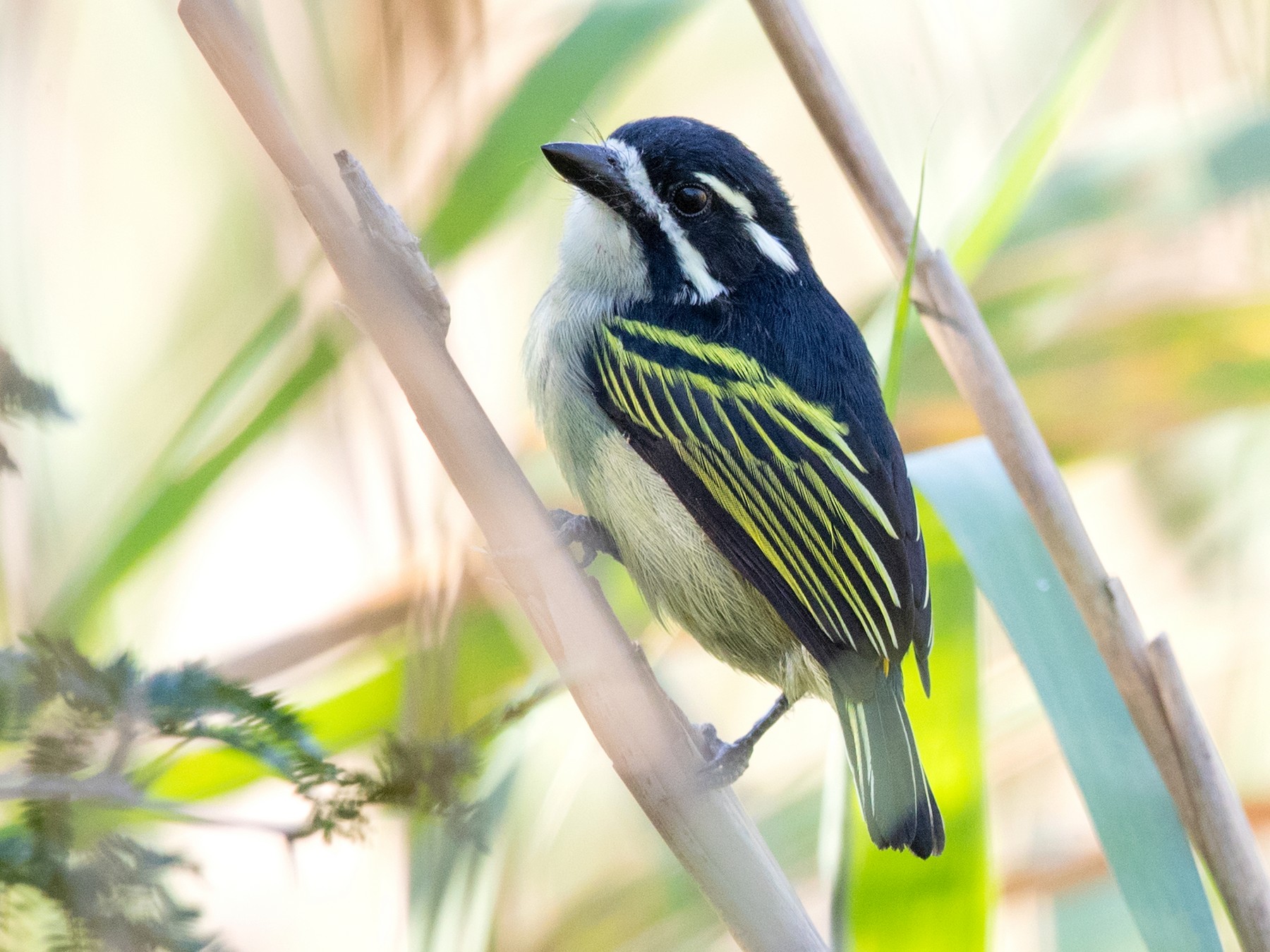 Bird Watching In Rwanda