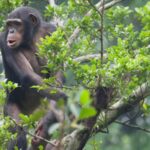 3 Days Rwanda Gorillas and Chimpanzee Trekking Safari