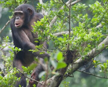 3 Days Rwanda Gorillas and Chimpanzee Trekking Safari