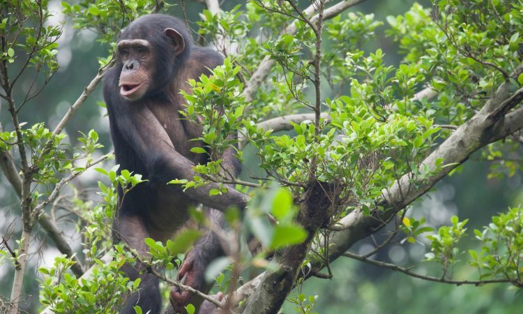 Inside Nyungwe, the Primate Paradise in Rwanda