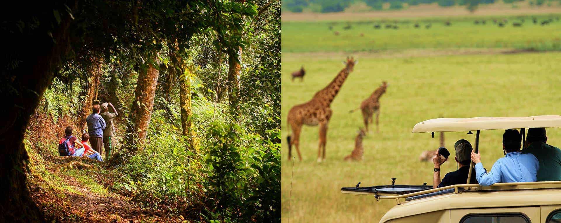 Christmas Wildlife Safari Experience In Rwanda