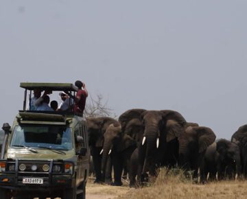 8 days Rwanda safari