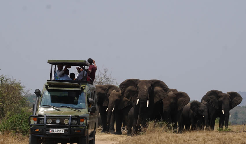 Viewing Elephants in Akagera National Park