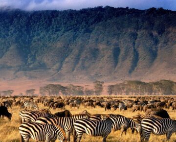 23 Days Rwanda, Uganda, Kenya and Tanzania Safari