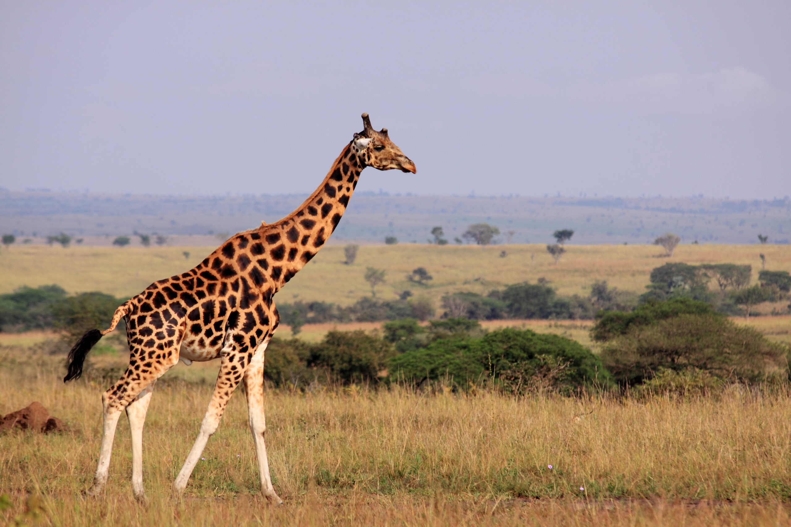 Wildlife Safari in Kidepo Valley National Park