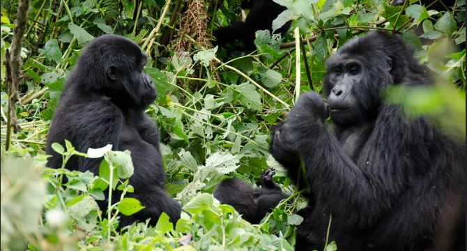 Best Gorilla Trekking Sectors in Bwindi Impenetrable National Park