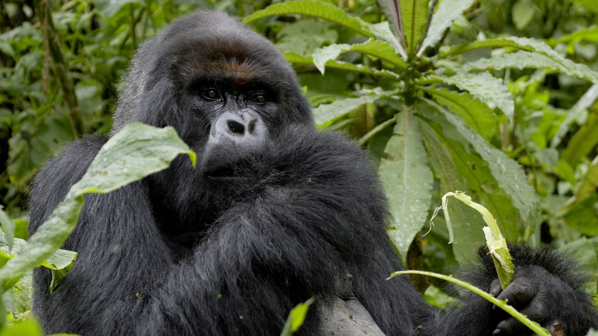 What to wear for Gorilla Trekking Safaris in Rwanda, Uganda and Congo?