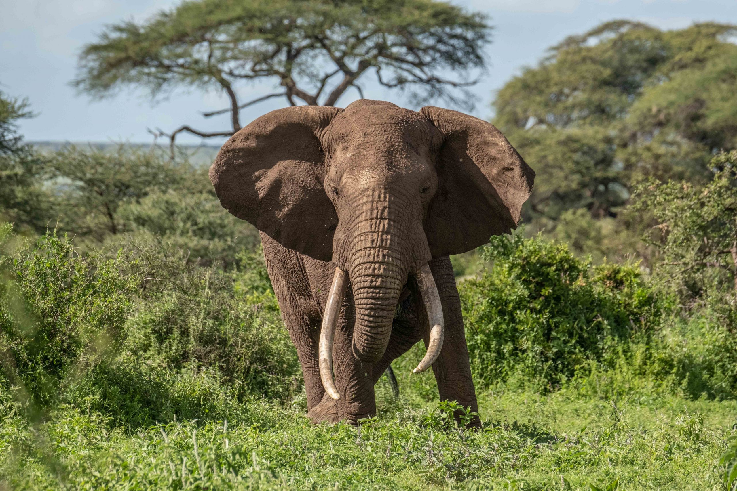 Encountering the Majestic Big Five in East Africa