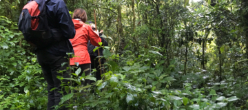 Activities to do in Nyungwe