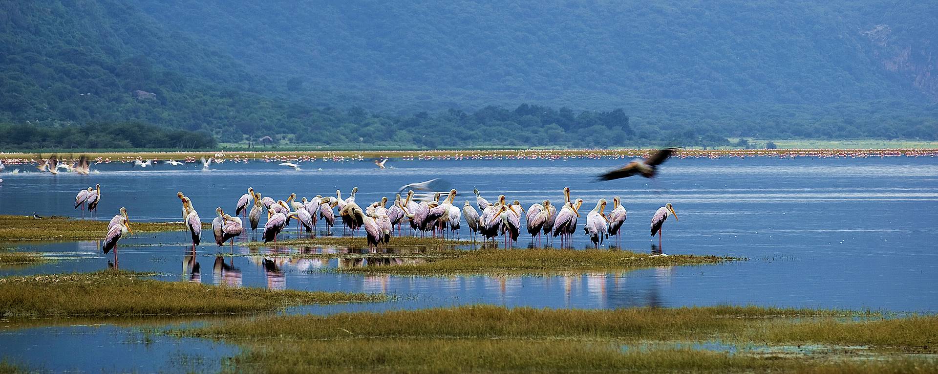Discover the Enchanting Beauty of Lake Manyara National Park