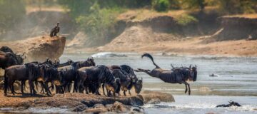3 Days Serengeti Wildebeest Migration Safari