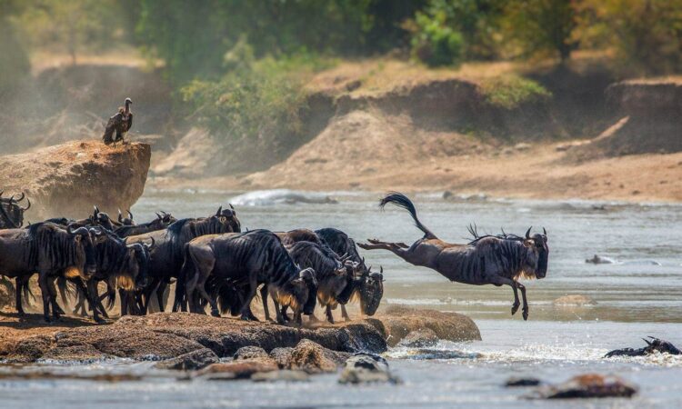 3 Days Serengeti Wildebeest Migration Safari