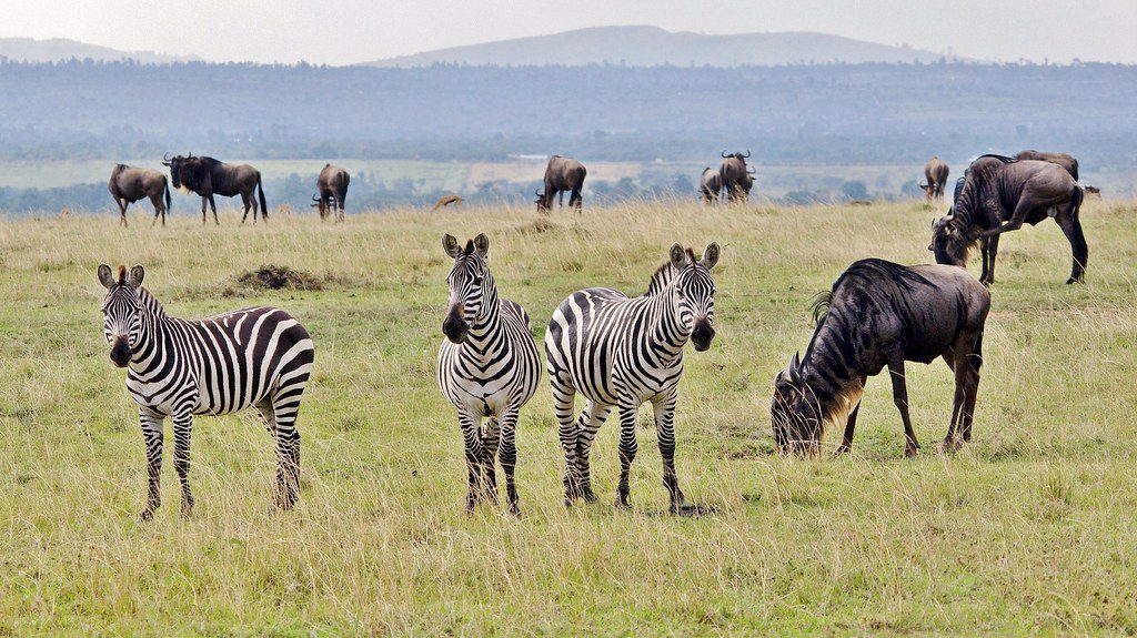 3 Days Serengeti Wildlife Safari