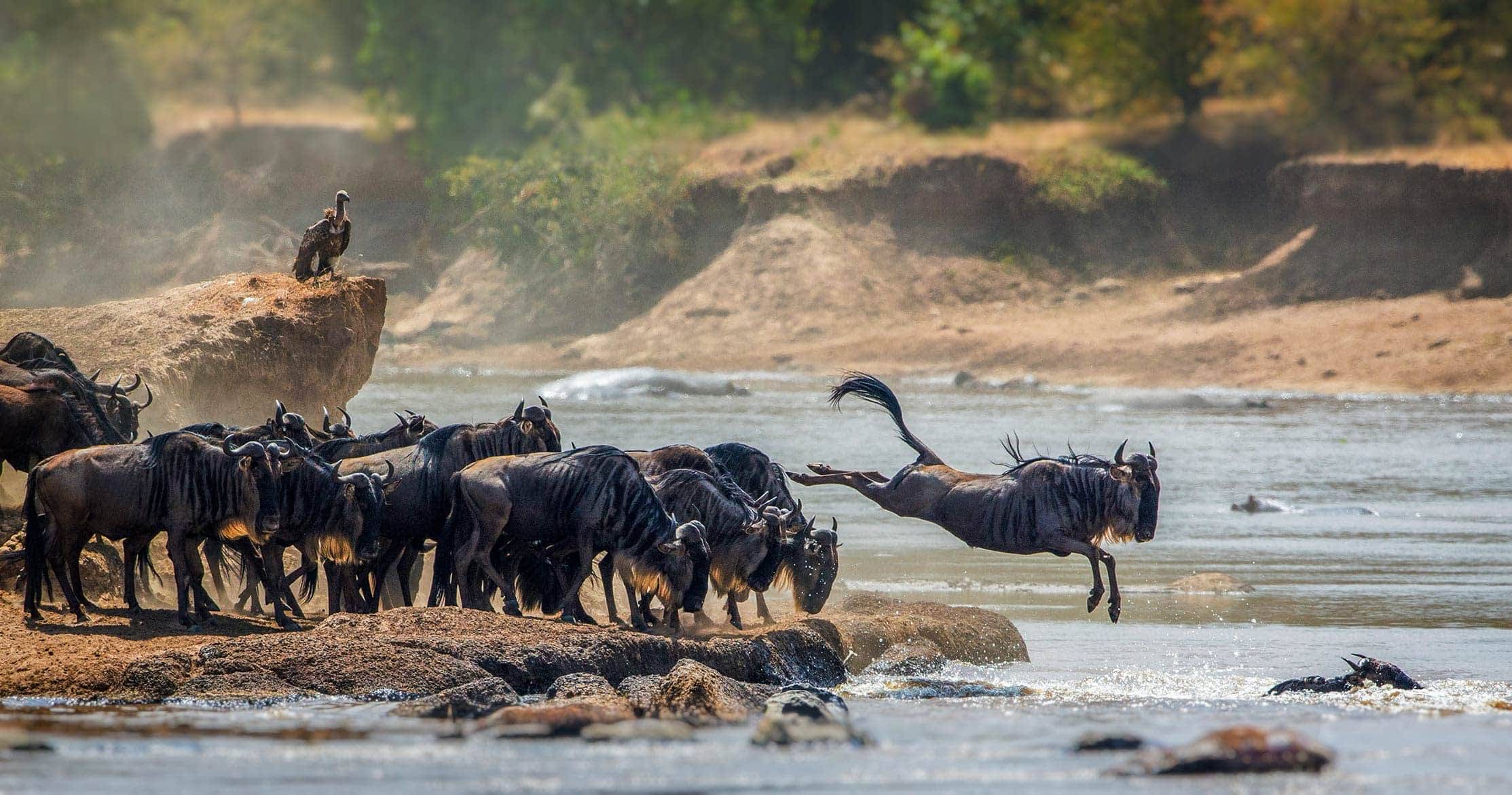 3 Days Serengeti Wildlife Safari