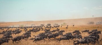 6 Days Kenya Wildlife Safari
