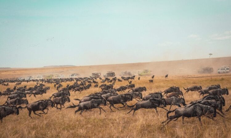 6 Days Kenya Wildlife Safari