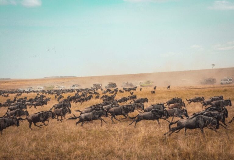 6 Days Kenya Wildlife Safari