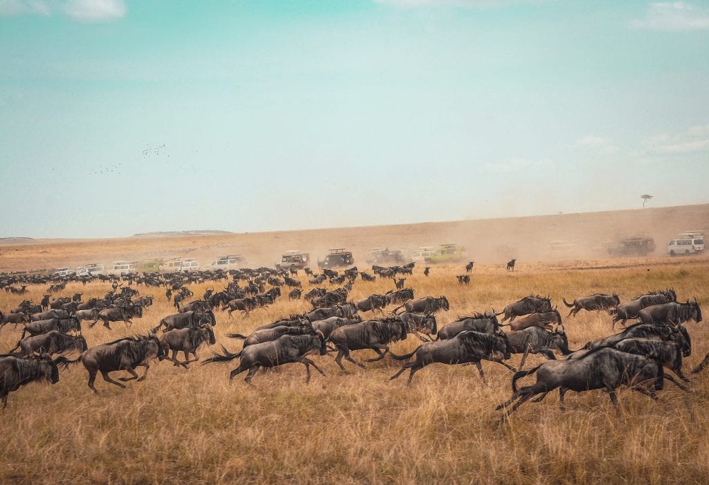 The Great Wildebeest Migration