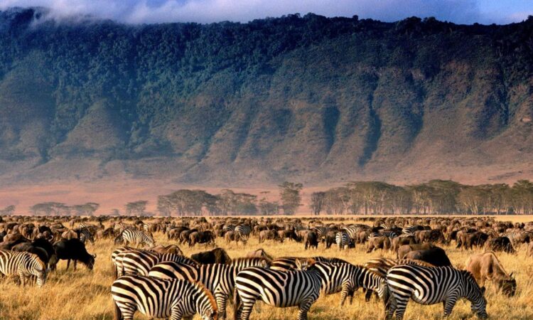 Ngorongoro Crater