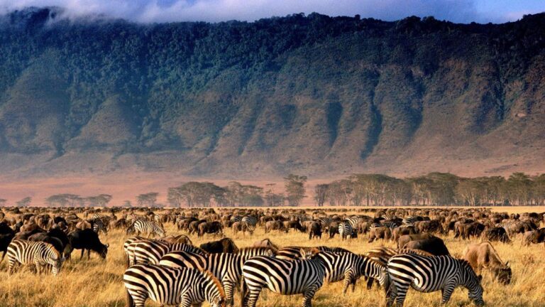 5 Days Lake Manyara, Ngorongoro, and Serengeti Wildlife Safari