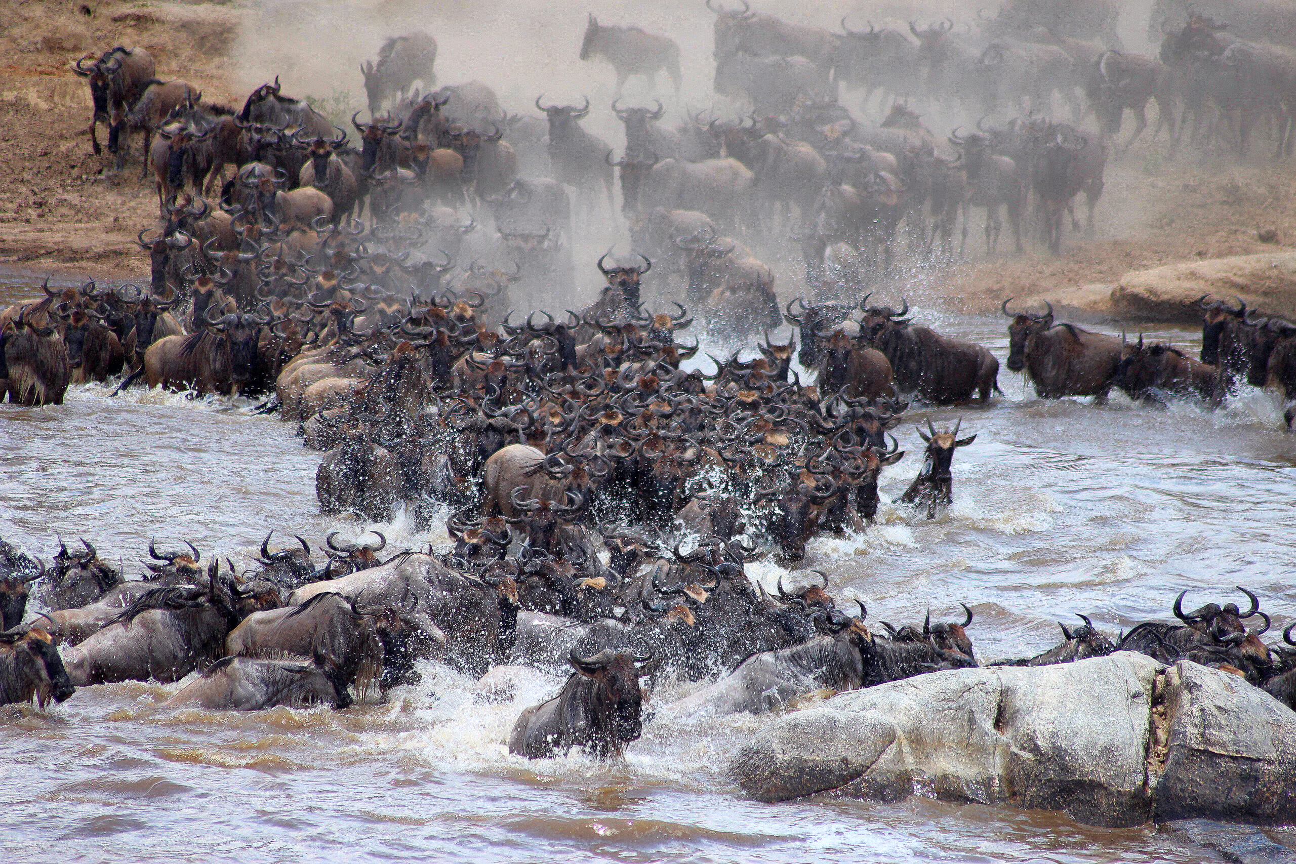 Wildebeest migration crossing in the Maasai Mara, Kenya