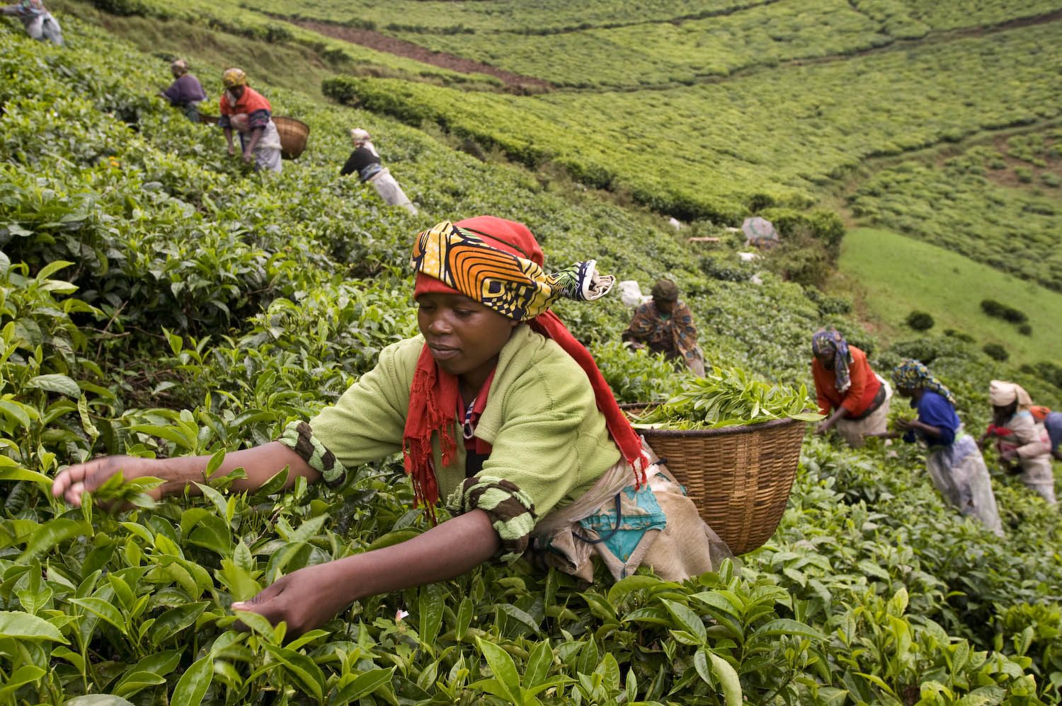 Touring Tea Plantations in Rwanda