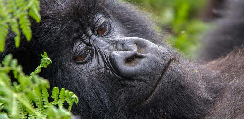 What are the chances of seeing Gorillas in Uganda, Rwanda and Congo?