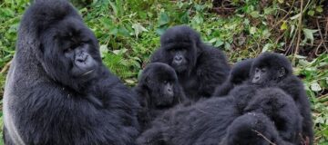Katwe Gorilla Family