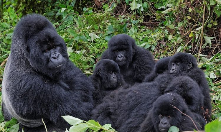 Katwe Gorilla Family