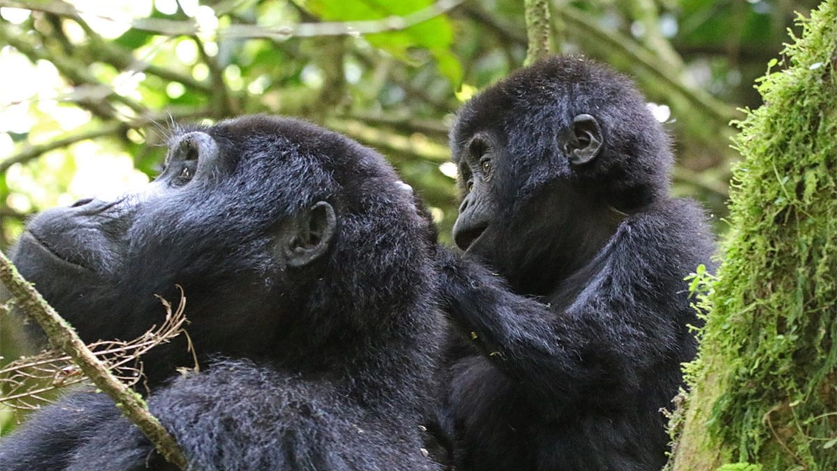 6 Days fly-in safari Bwindi and Queen Elizabeth national park