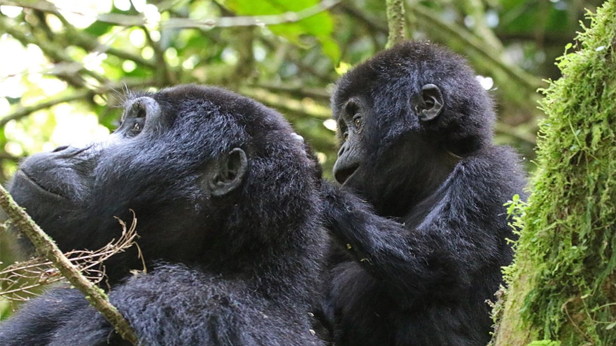 Booking a gorilla safari to Bwindi impenetrable national park