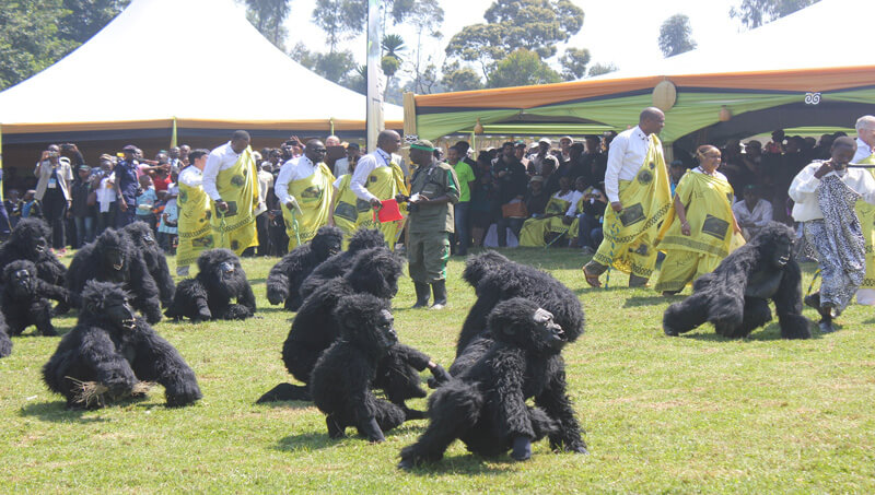 2023 Kwita Inzina Rwanda Gorilla Naming Ceremony