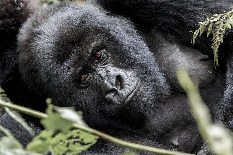 A Guide to Understanding Gorilla Trekking in Rwanda