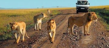 Top 3 Best Lion Sightings in Africa