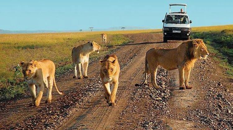 Top 3 Best Lion Sightings in Africa