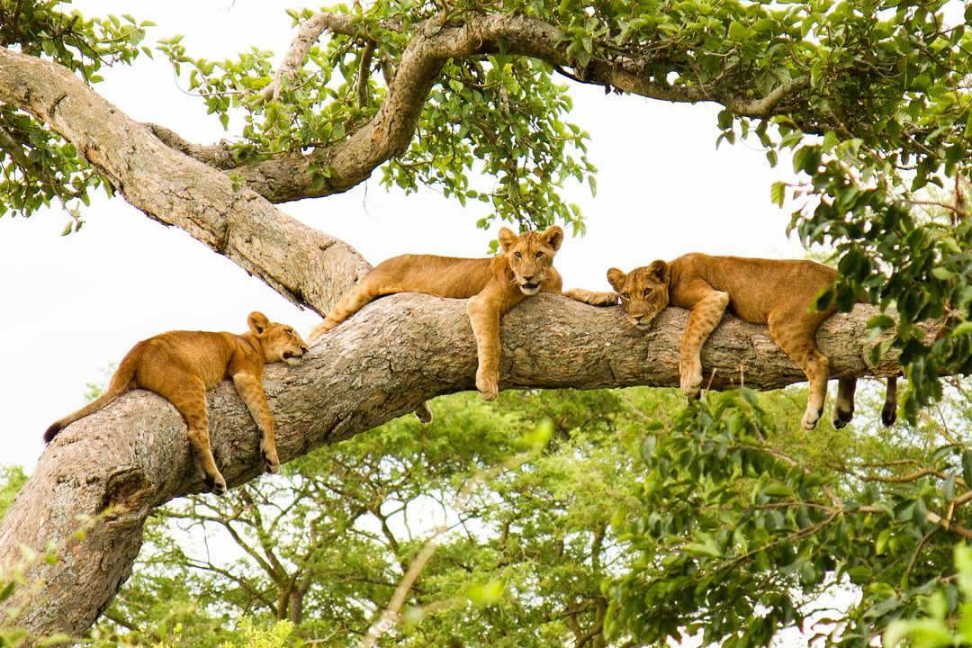 Top 3 Best Lion Sightings in Africa