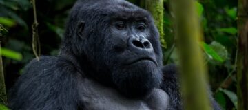 How to Book gorilla habituation permits in Uganda