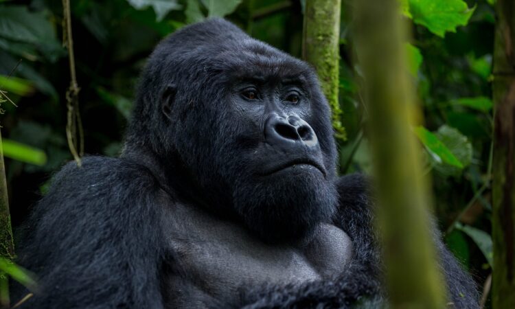 How to Book gorilla habituation permits in Uganda