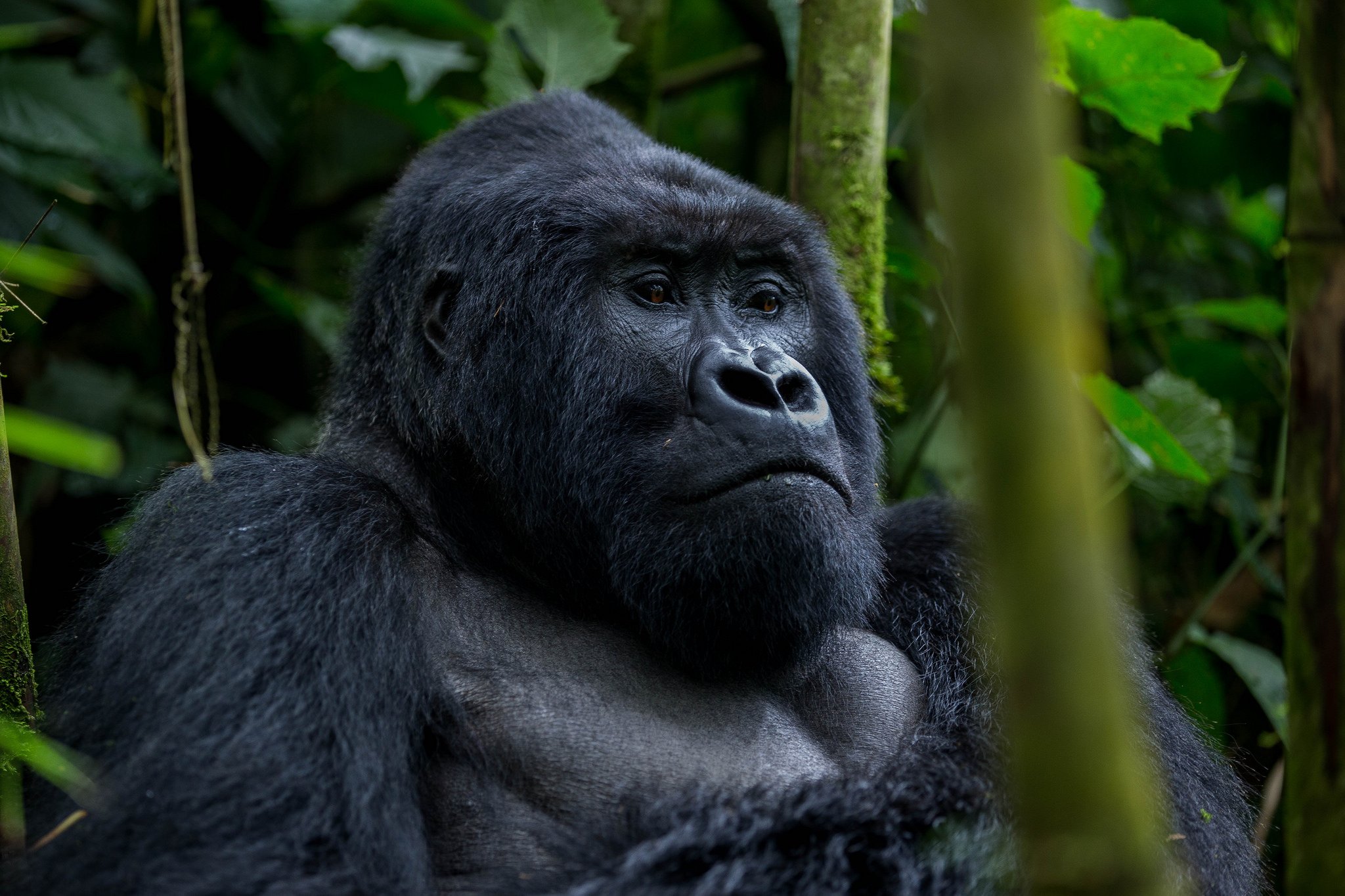 Gorilla Trekking Safaris in Uganda from Kigali