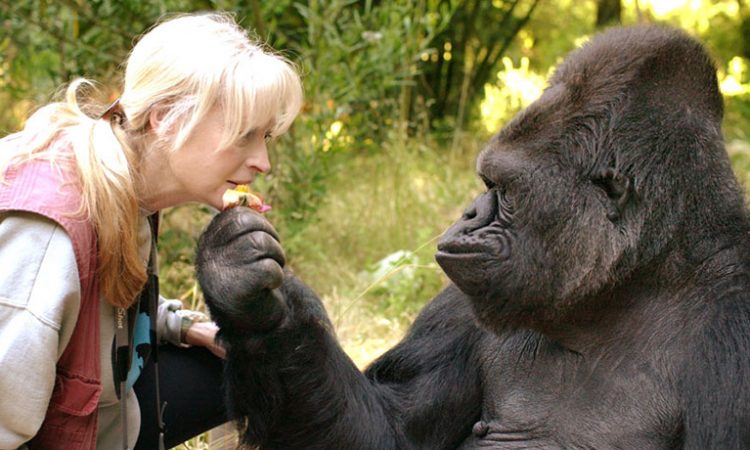 How to Book gorilla habituation permits in Uganda