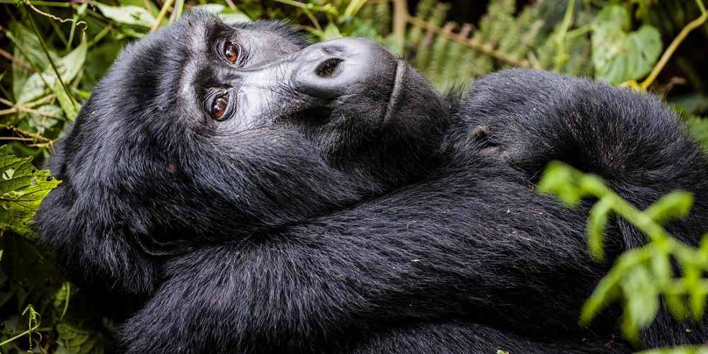 Conservation Of Mountain Gorillas